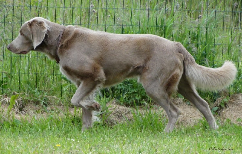 CH. Dandy dit d-day des sources de Gan de Loup