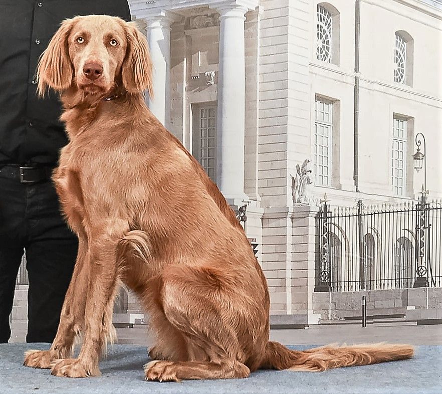 Magnum moët dite reïna van de doornburght
