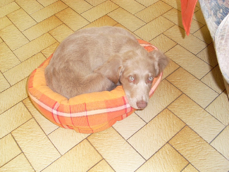 Dasco des Sources de Gan de Loup