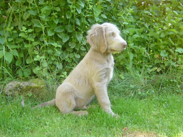 Doug des Sources de Gan de Loup